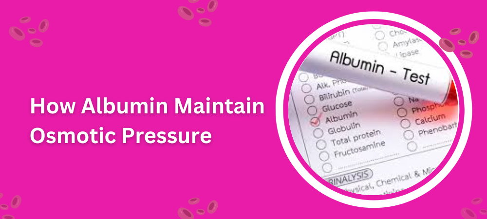 How Albumin Maintain Osmotic Pressure