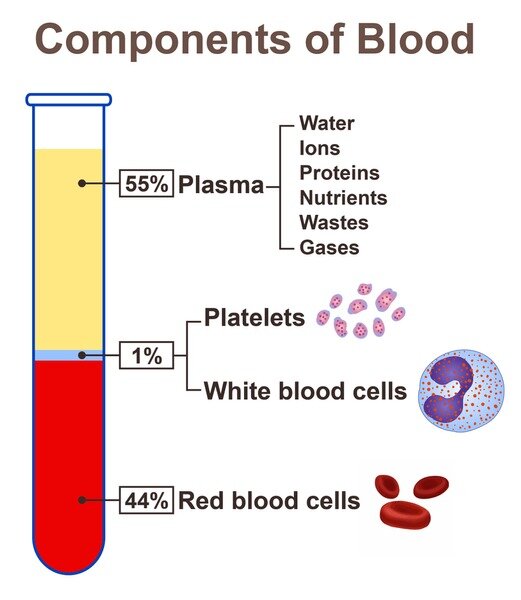 components-blood-600nw-1321386587